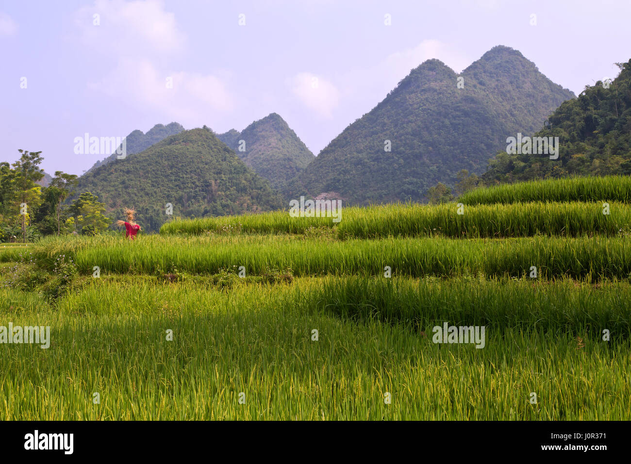 Maturing terraced rice fields, scarecrow overlooking,  Muong Thanh, Dien Bien Province, Vietnam, Indochina. Stock Photo