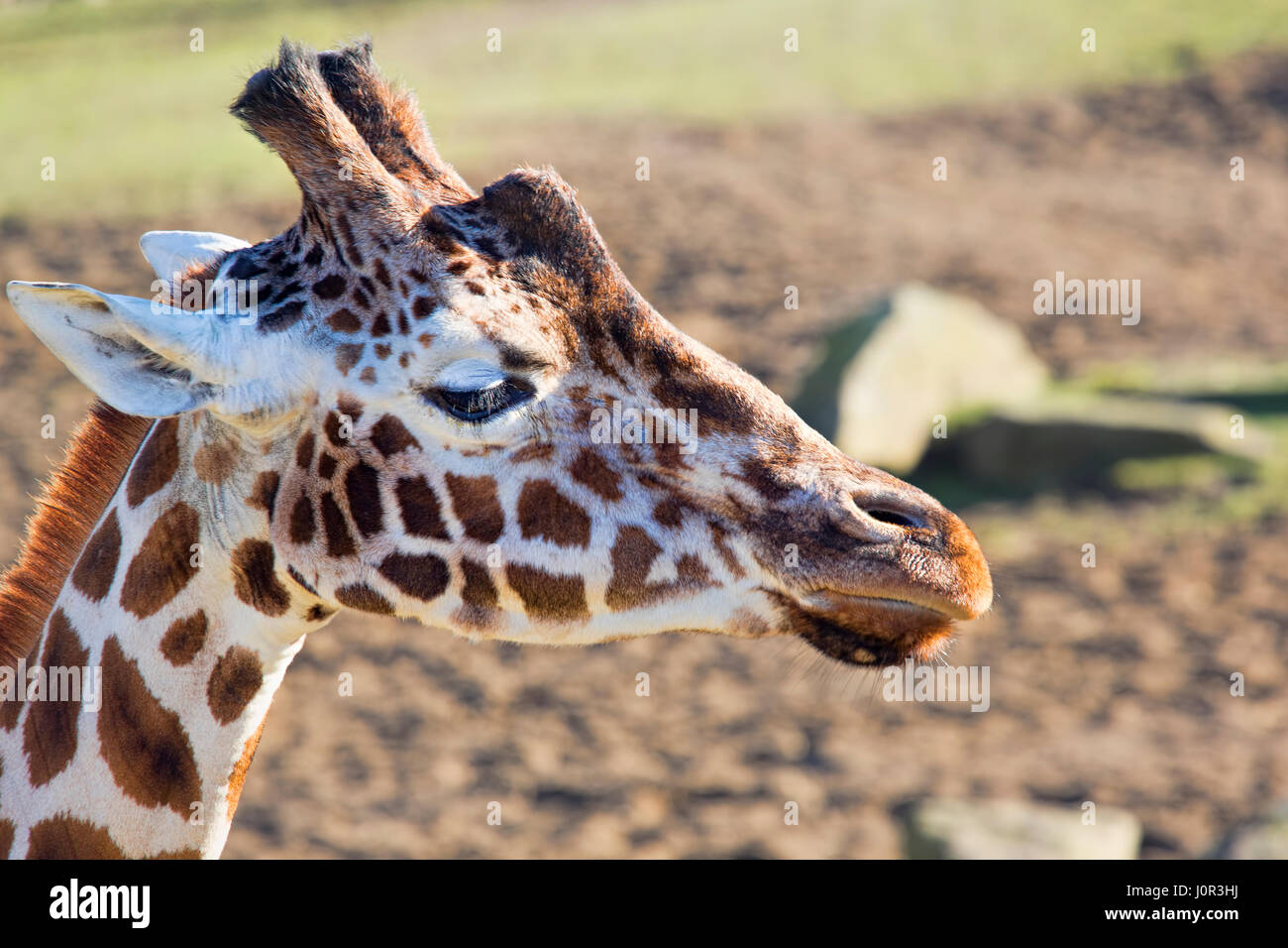 Giraffe Nose High Resolution Stock Photography and Images - Alamy