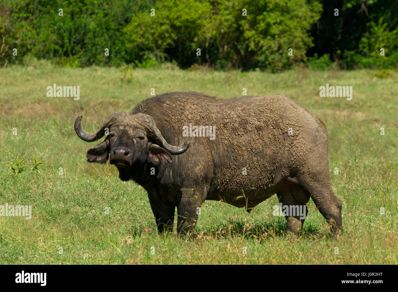 Cape buffalo (Syncerus caffer) on alert, Lake Nakuru National Park, Kenya Stock Photo
