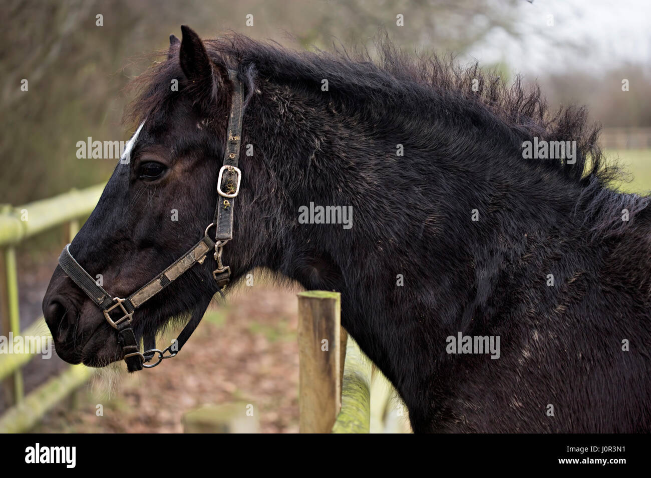 Profile of black horse on the farm Stock Photo Alamy