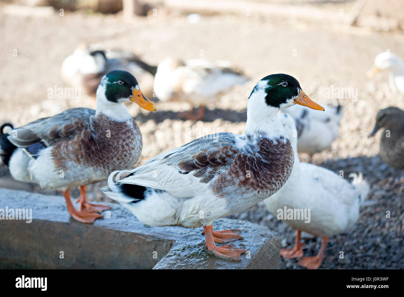 Group of Mallard ducks on farm Stock Photo Alamy