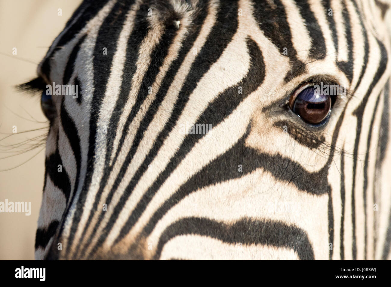 Close up of a zebra's eye. Stock Photo