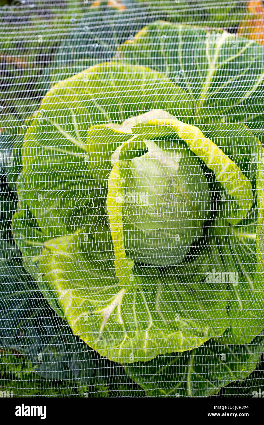 Cabbage growing under netting hires stock photography and images Alamy