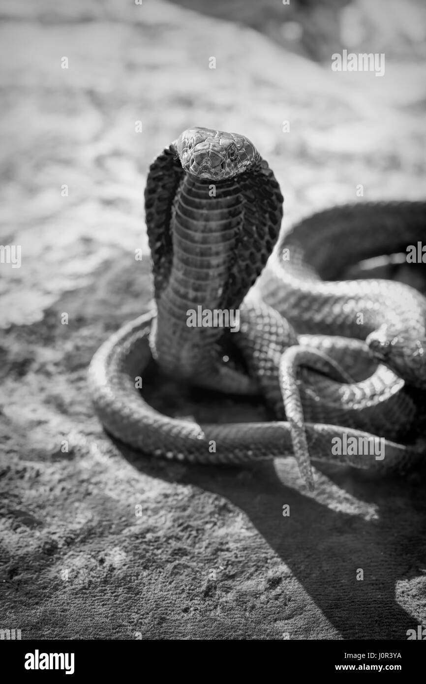 Cobra snake tourist attraction on Marrakesh square, Morocco Stock Photo