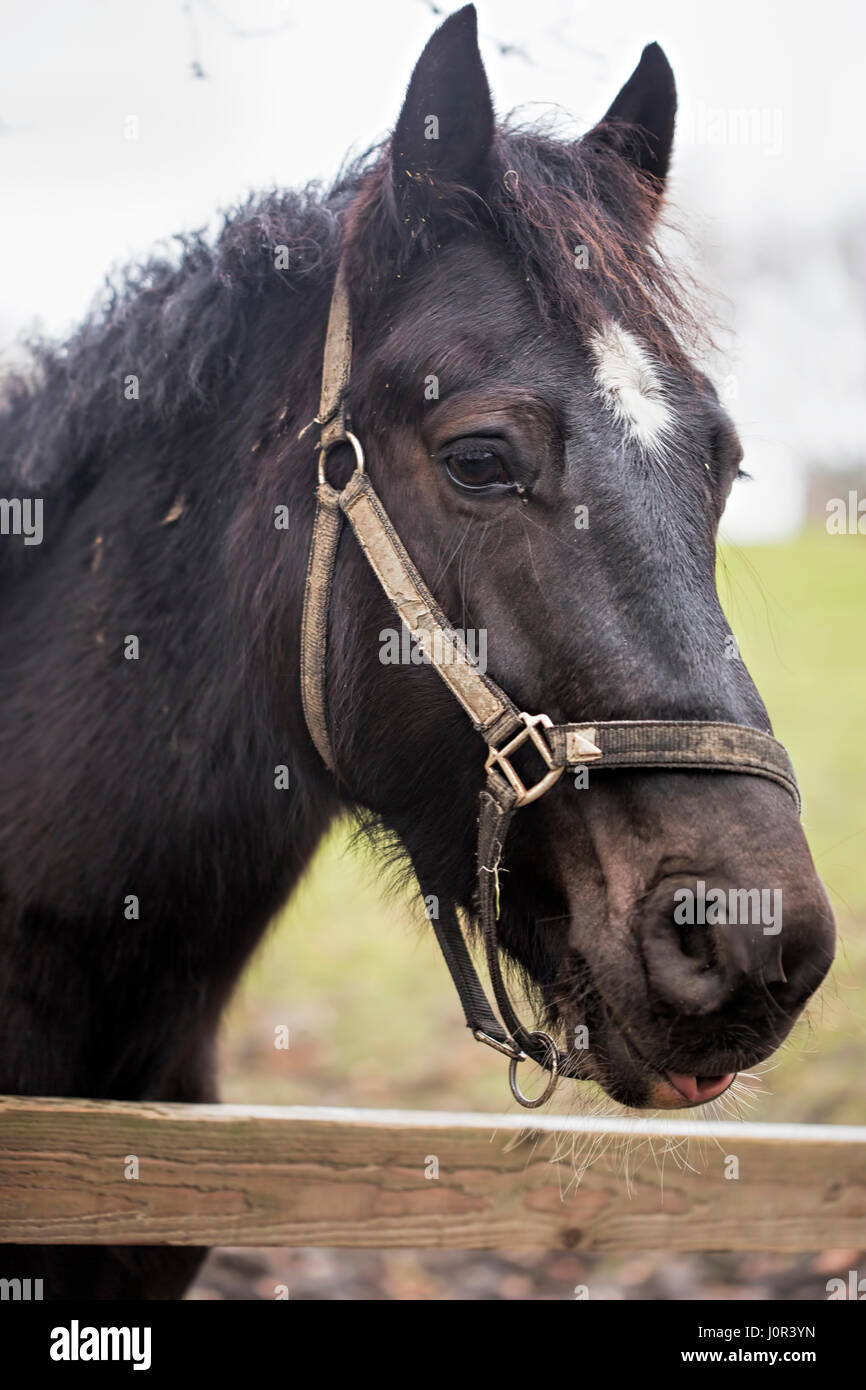 Profile of black horse on the farm Stock Photo Alamy