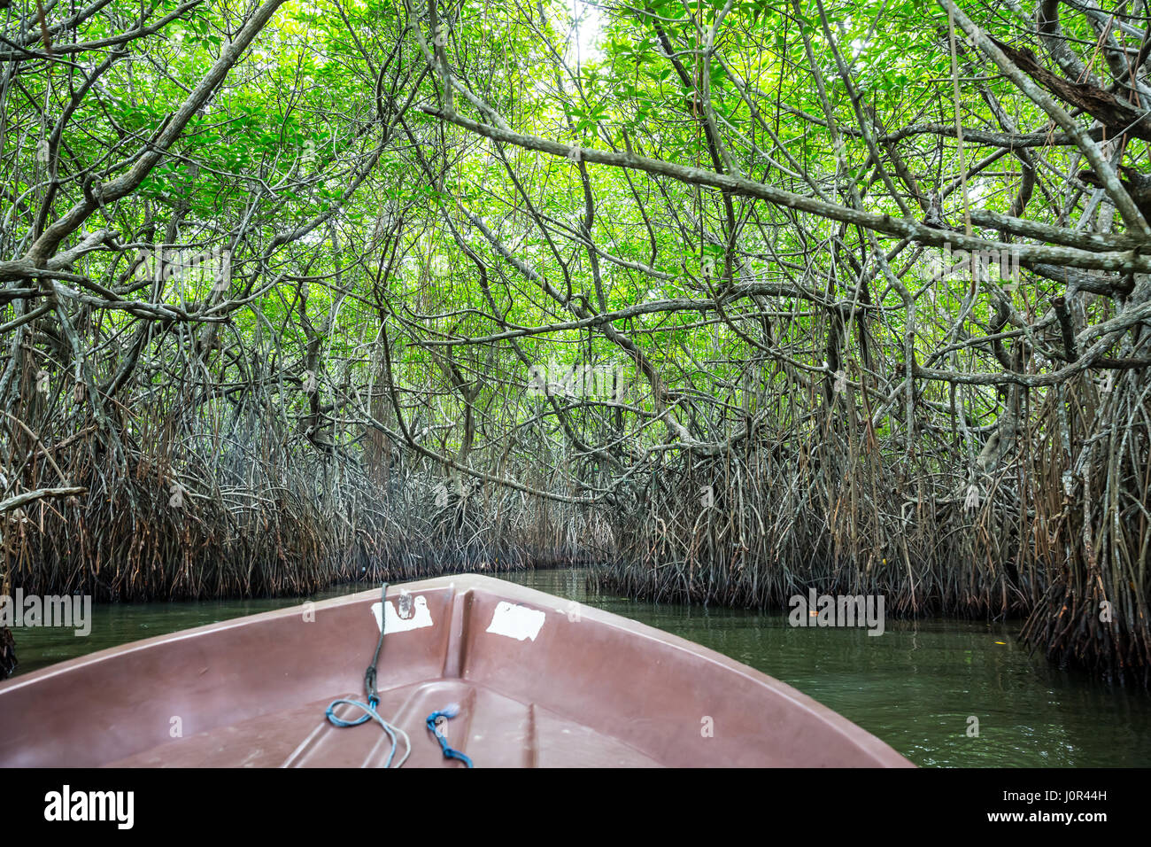 Jungle river and tropical mangroves on Ceylon, view from boat. Sri ...
