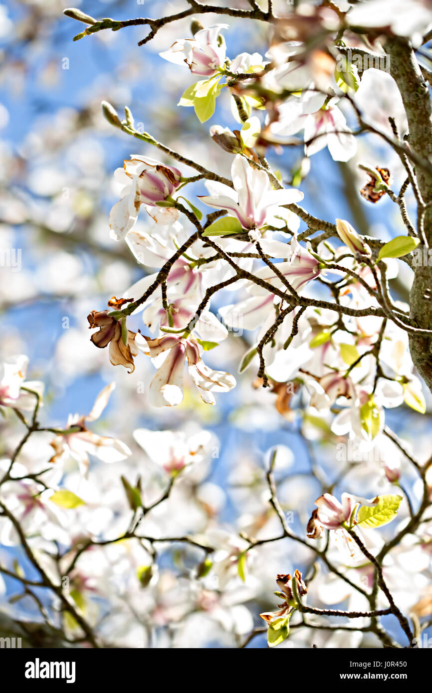 Blooming white magnolia tree on blue sky Stock Photo - Alamy