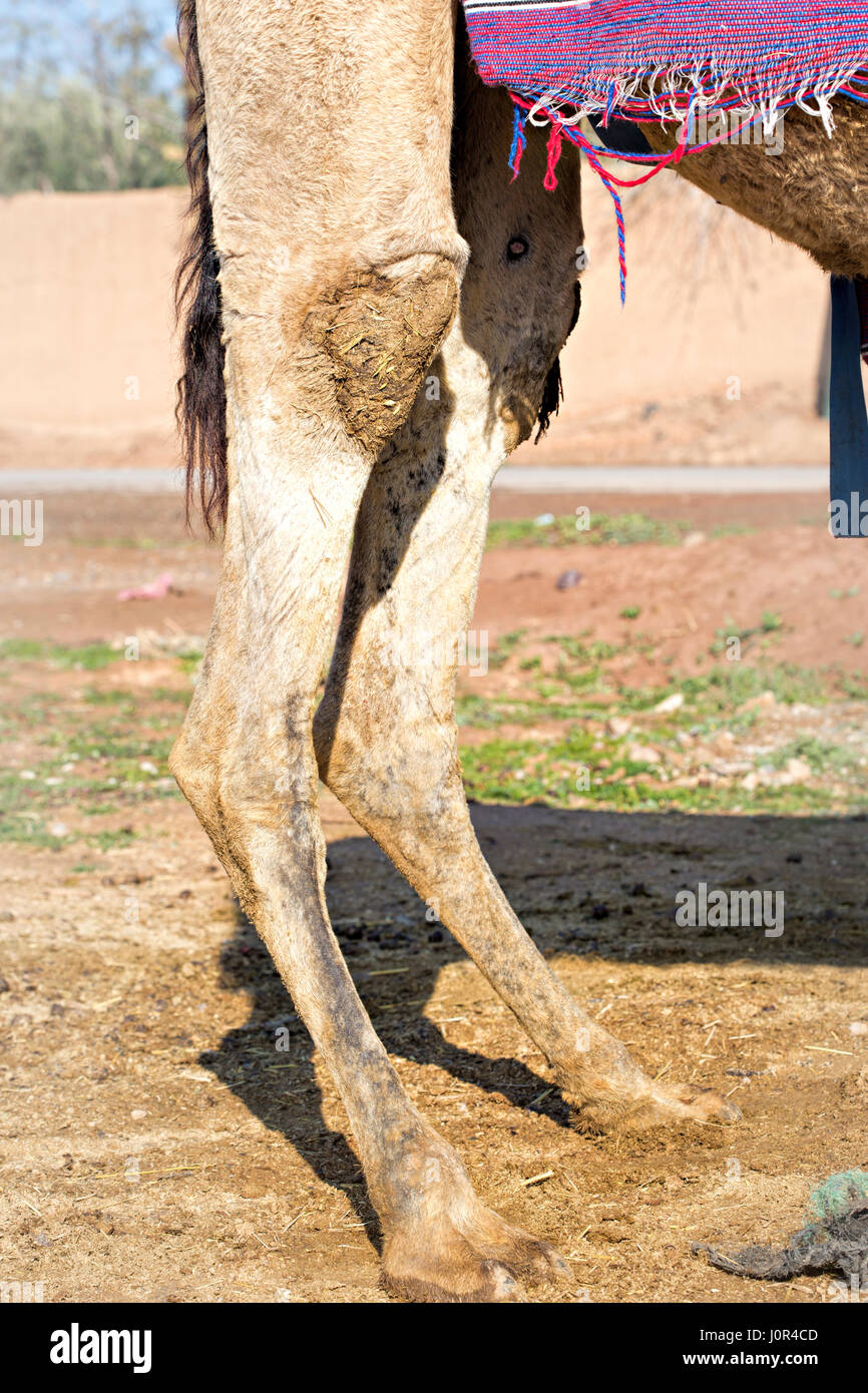 Closeup of camel back legs Stock Photo - Alamy