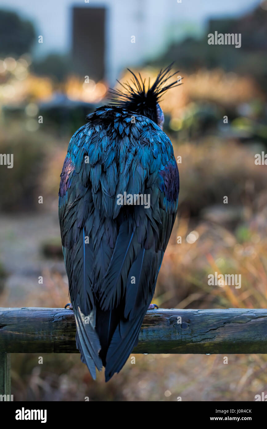 Northern Bald Ibis In Bird Sanctuary UK Stock Photo Alamy northern-bald-ibis-in-bird-sanctuary-uk-stock-photo-alamy