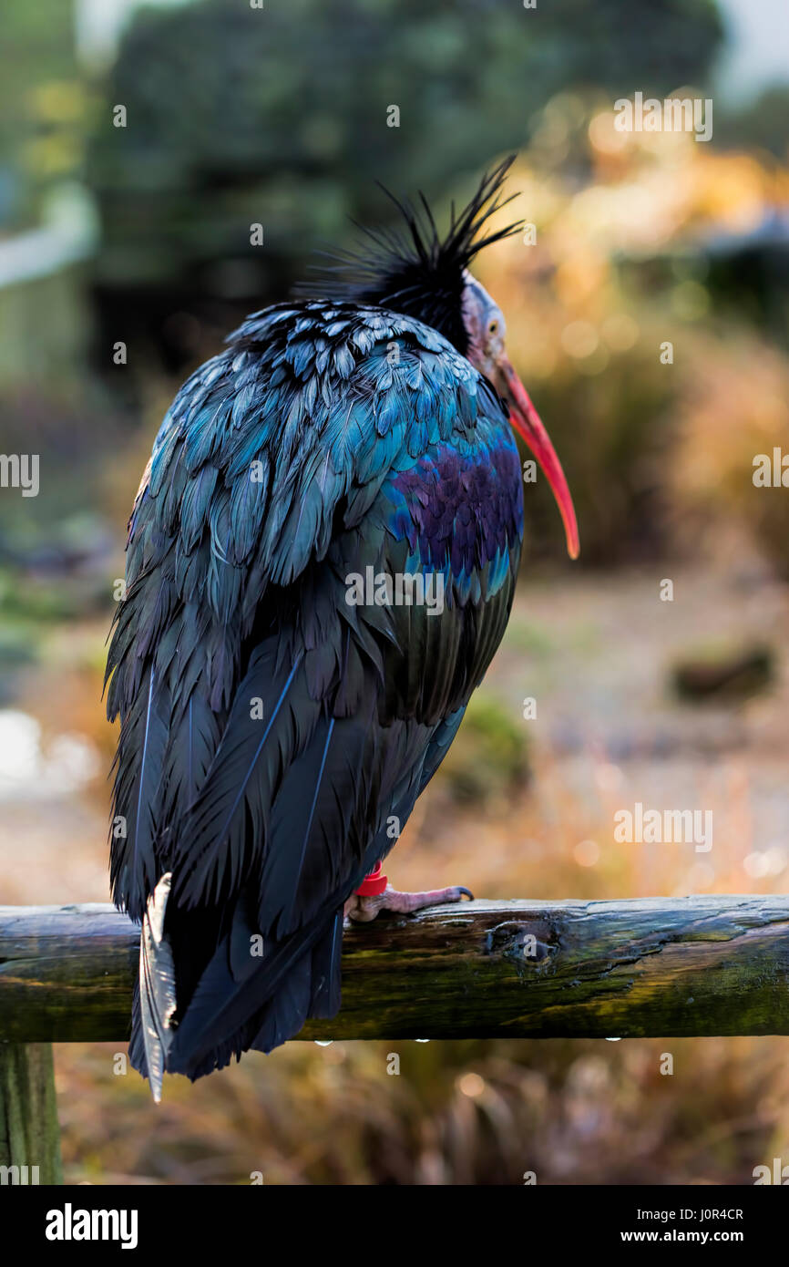 Northern Bald Ibis In Bird Sanctuary UK Stock Photo Alamy northern-bald-ibis-in-bird-sanctuary-uk-stock-photo-alamy