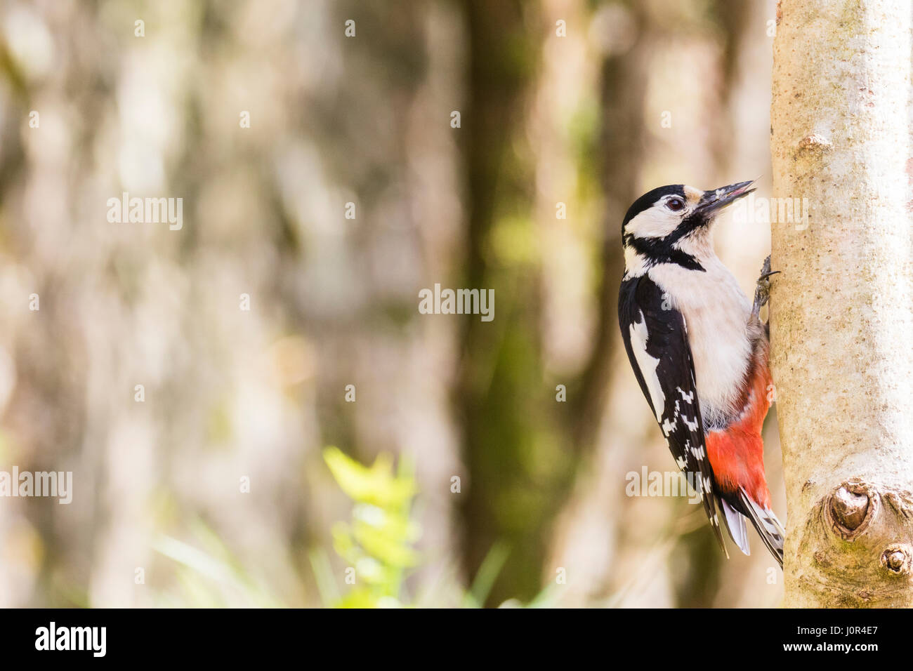 A female greater spotted woodpecker in a rural garden in mid Wales in spring. Stock Photo