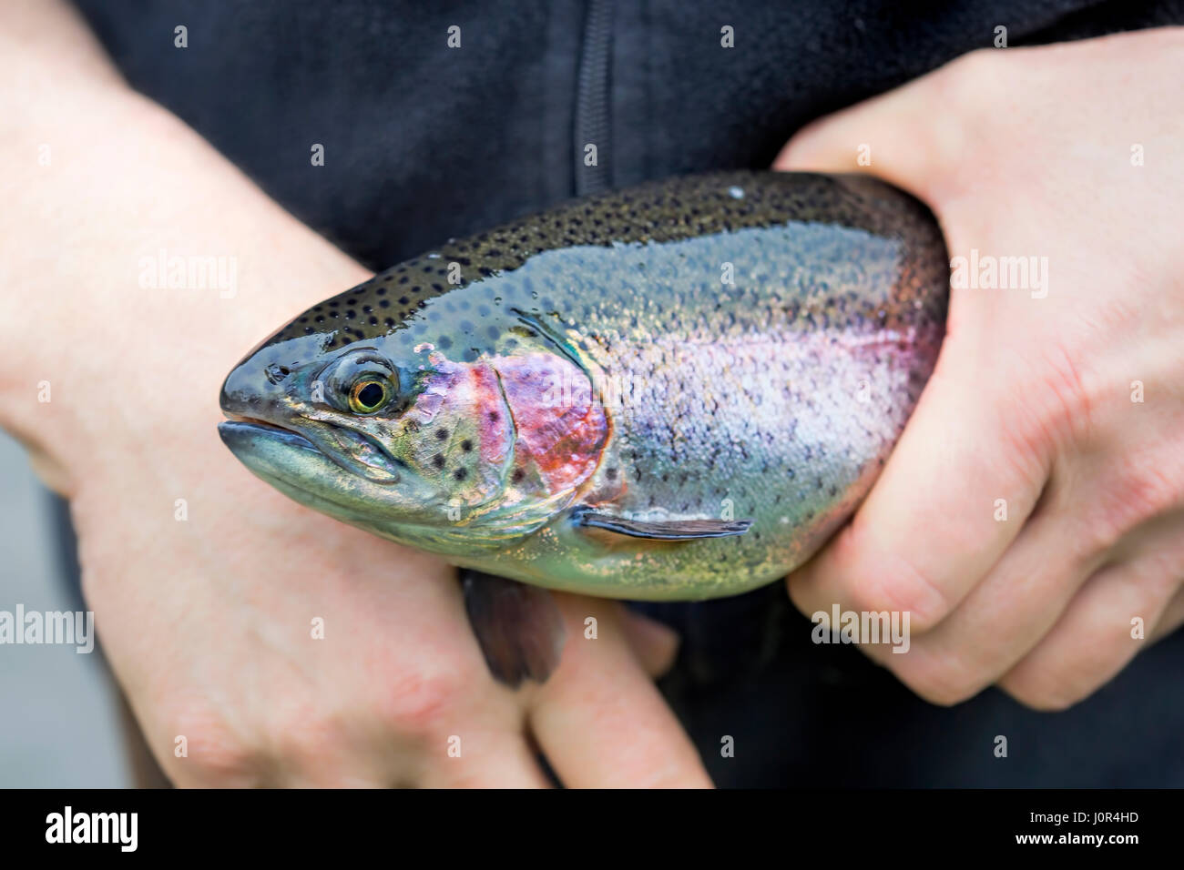 Male hands holding rainbow trout on the farm Stock Photo Alamy