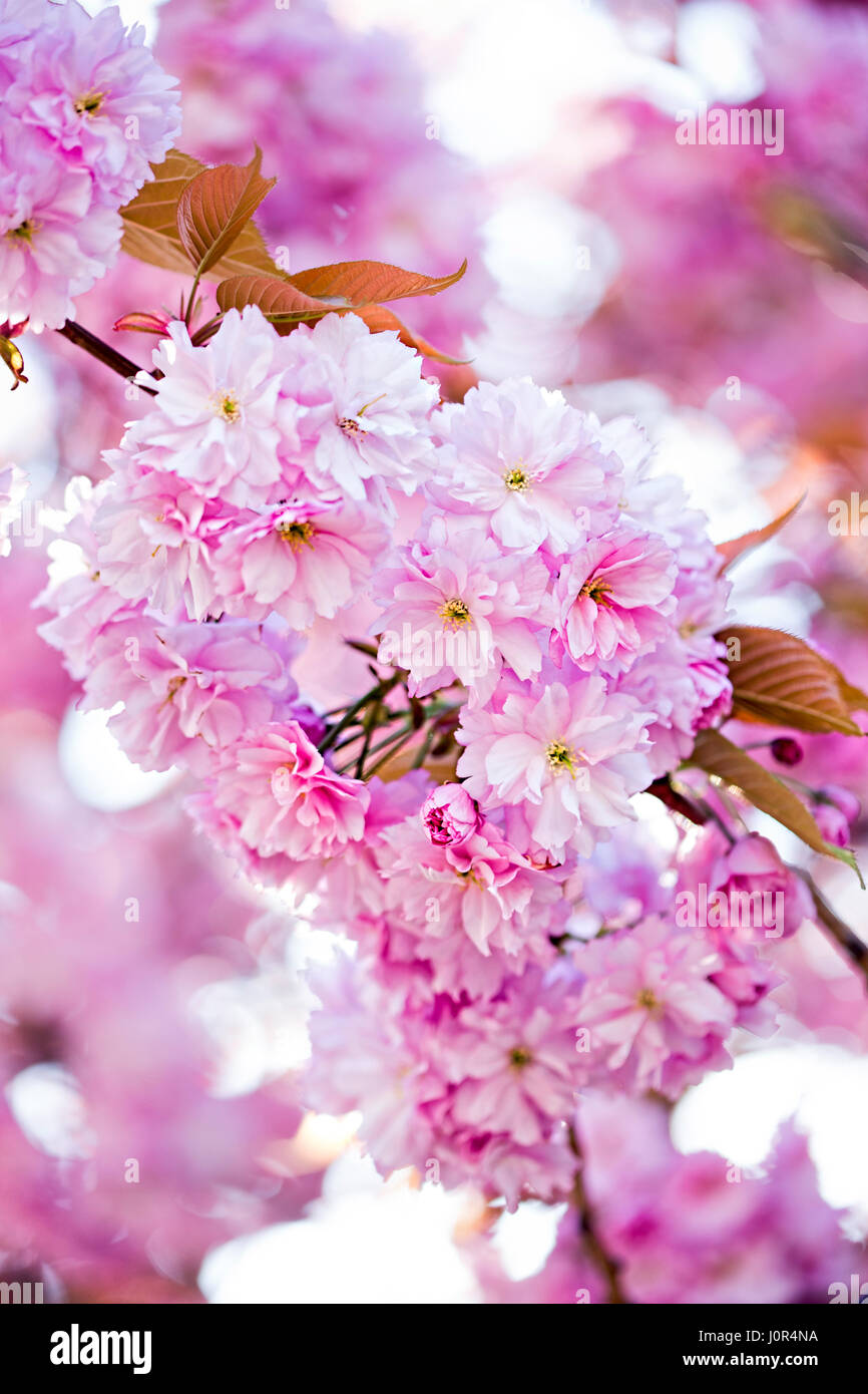 Pink sakura cherry blossom tree with flowers, Spring time, Sunny day ...
