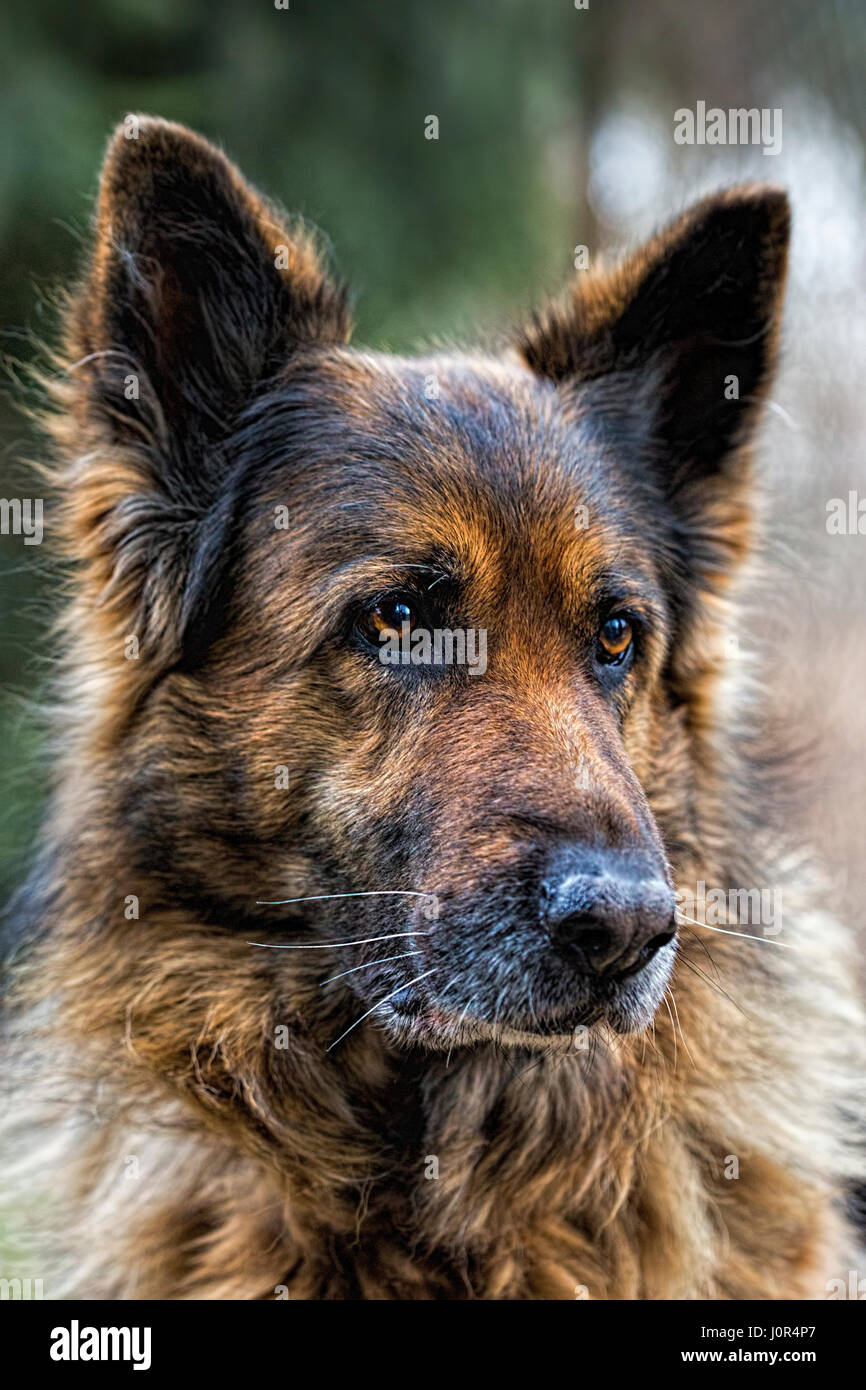German shepherd dog portrait Stock Photo