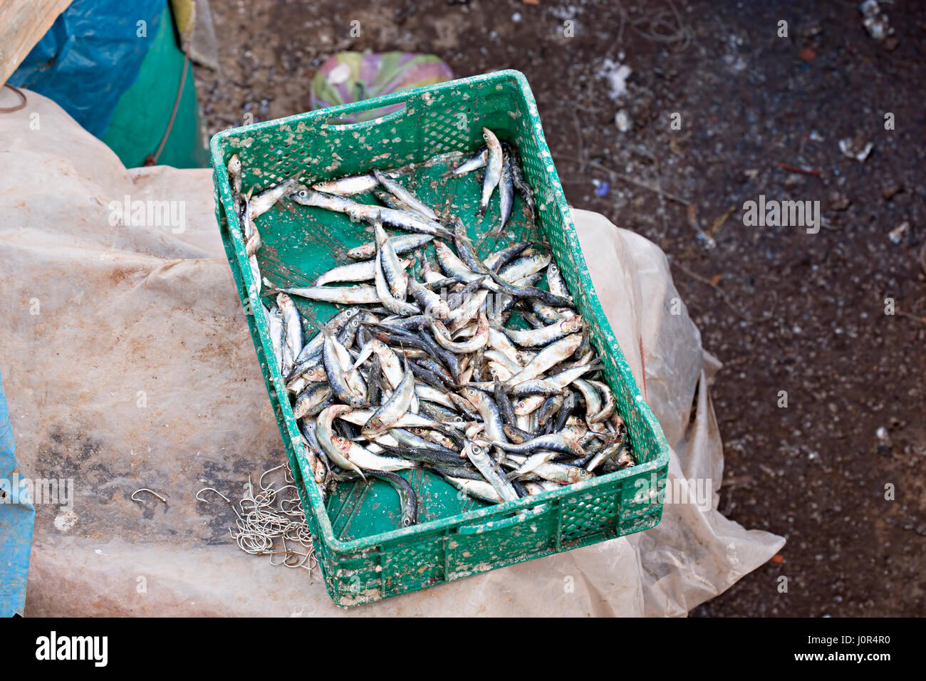 Sardines in plastic container on fish market, Essaouira, Morocco, January 2017 Stock Photo Alamy