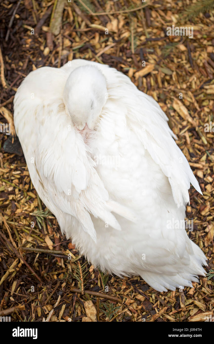 Sleeping goose on the farm Stock Photo Alamy