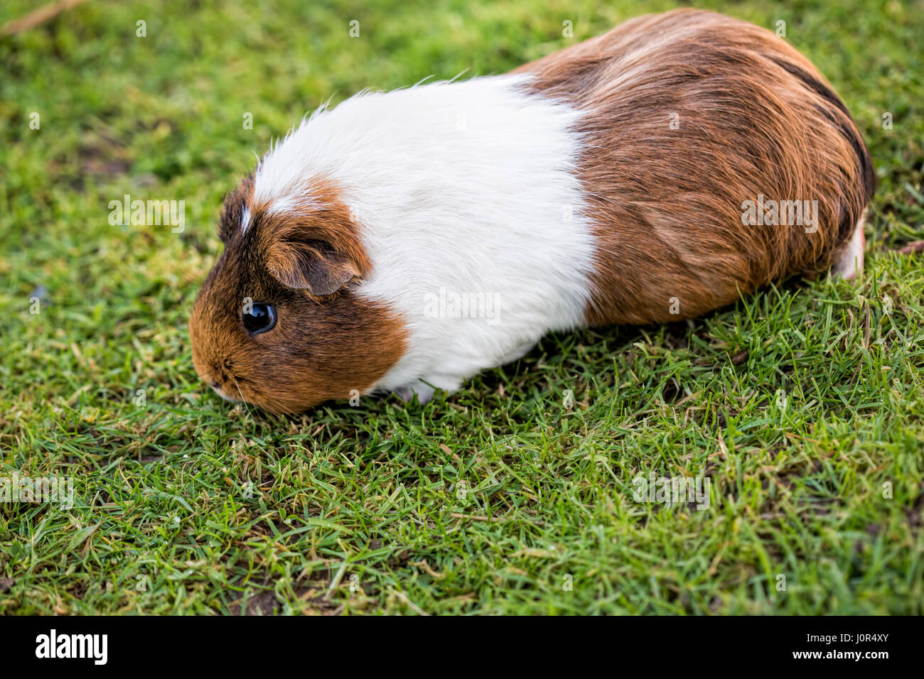 Guinea pig feeding on the grass Stock Photo Alamy