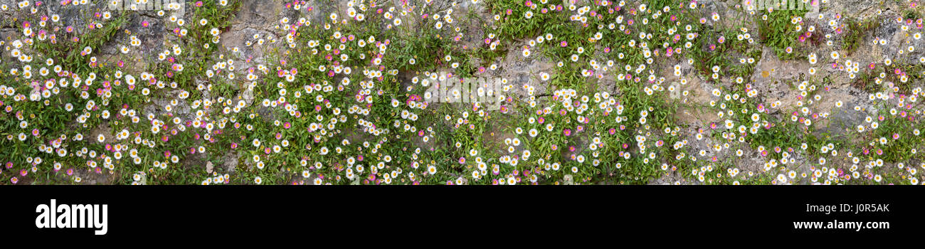 White and pink Spanish daisy flowers on the old stone wall long horizontal background Stock Photo