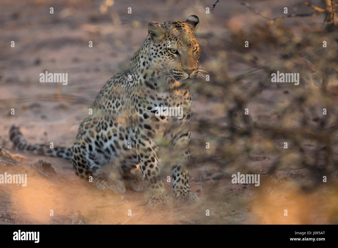 Leopard in Etosha National Park, Namibia Stock Photo