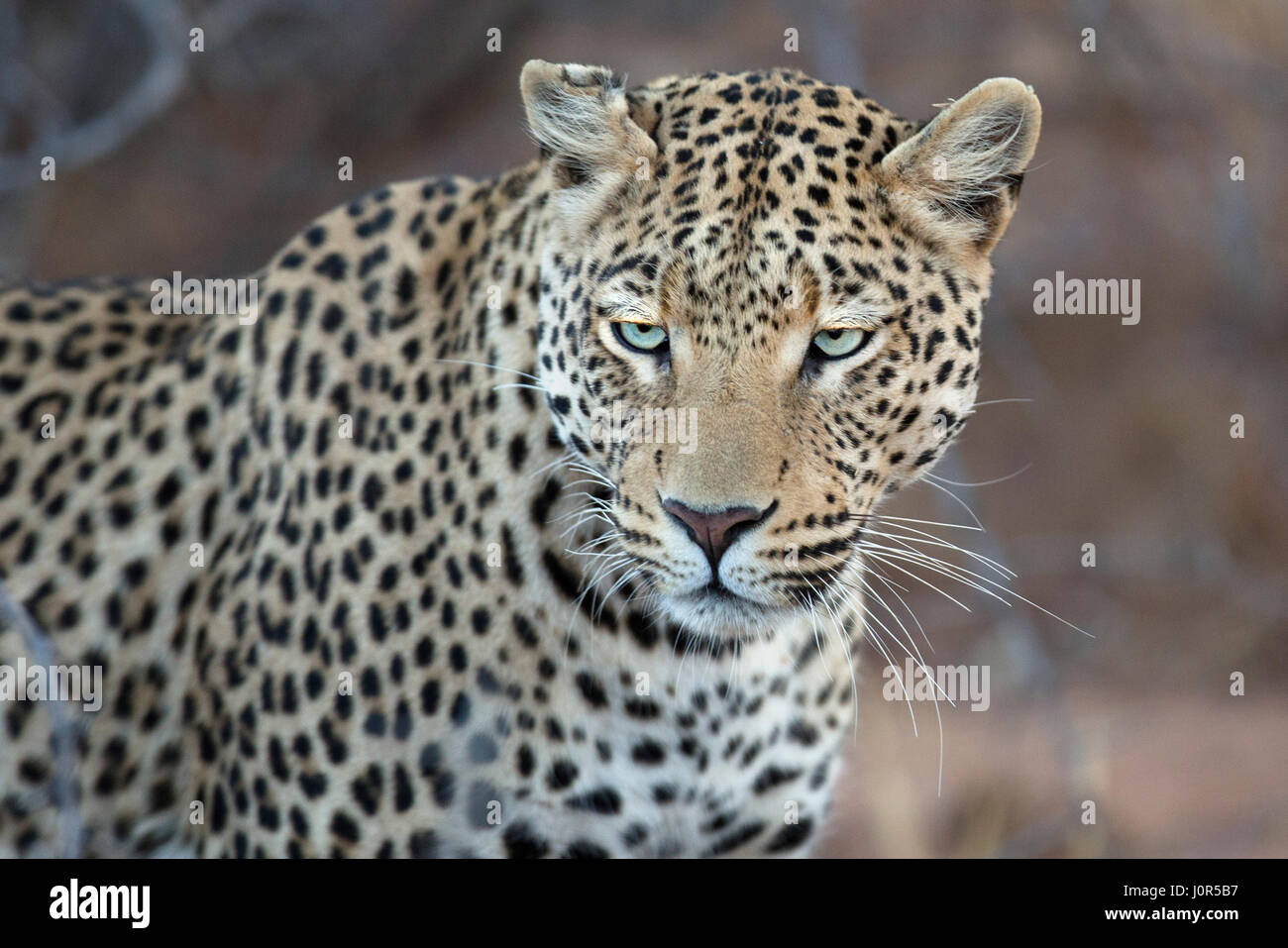 Portrait of a leopard Stock Photo