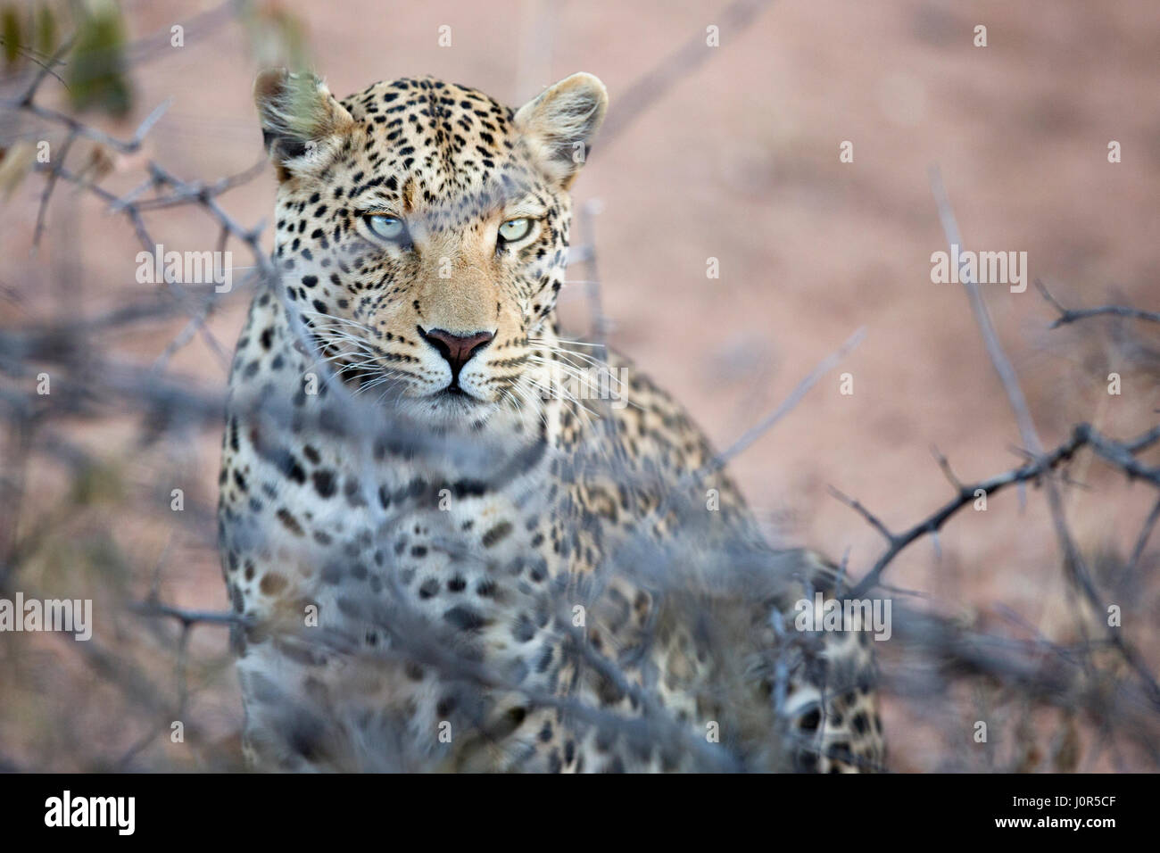 Portrait of a leopard Stock Photo