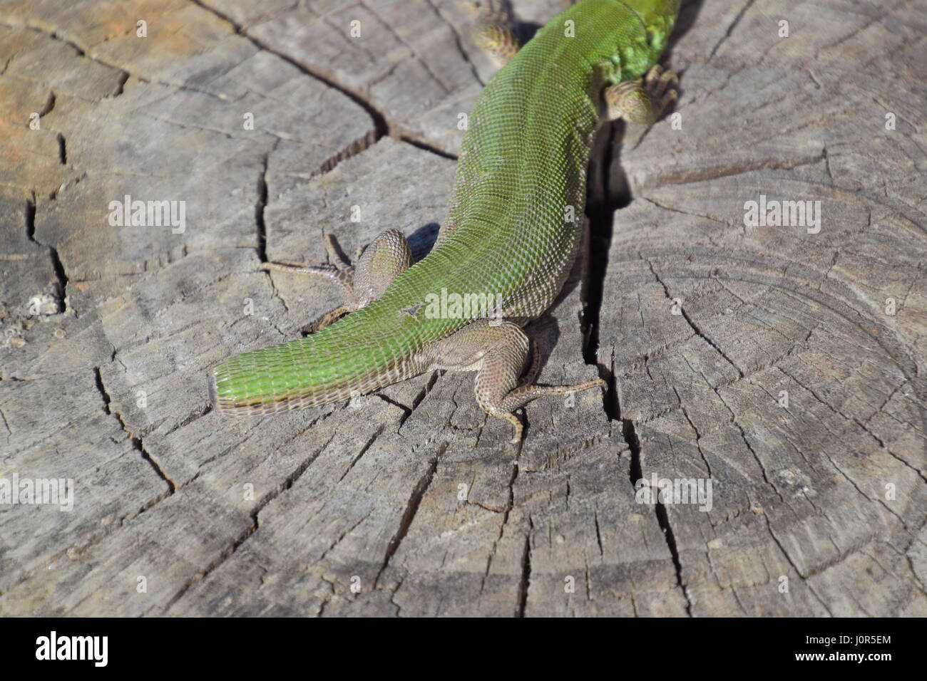 Regeneration of the lizard's tail. An ordinary quick green lizard