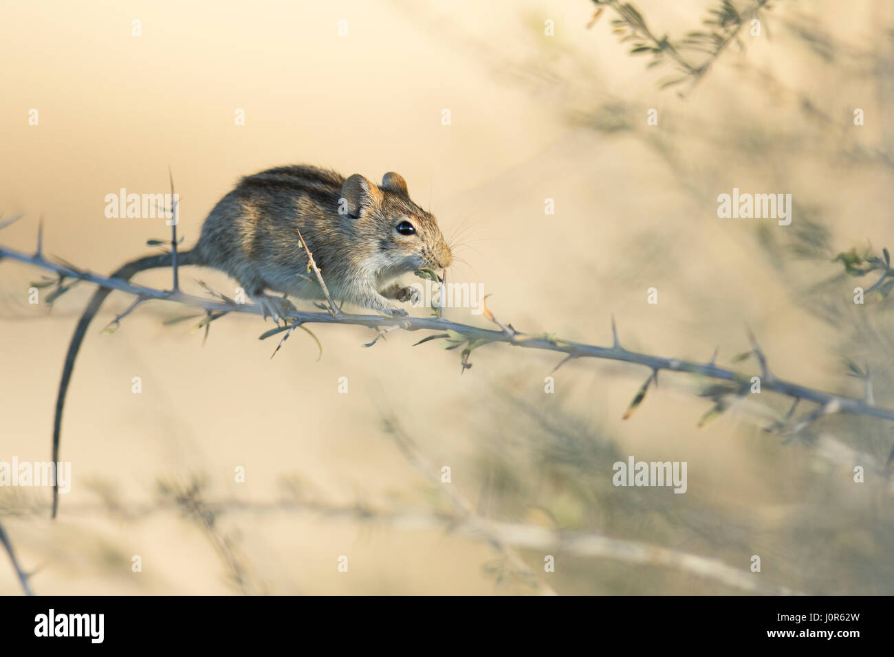 Tree Mouse. Stock Photo