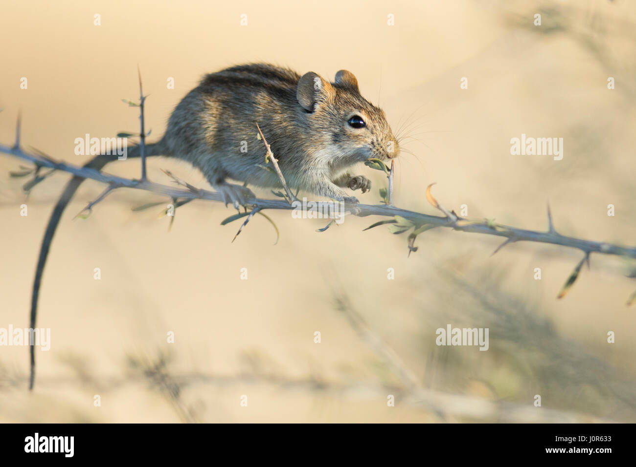 Tree Mouse. Stock Photo