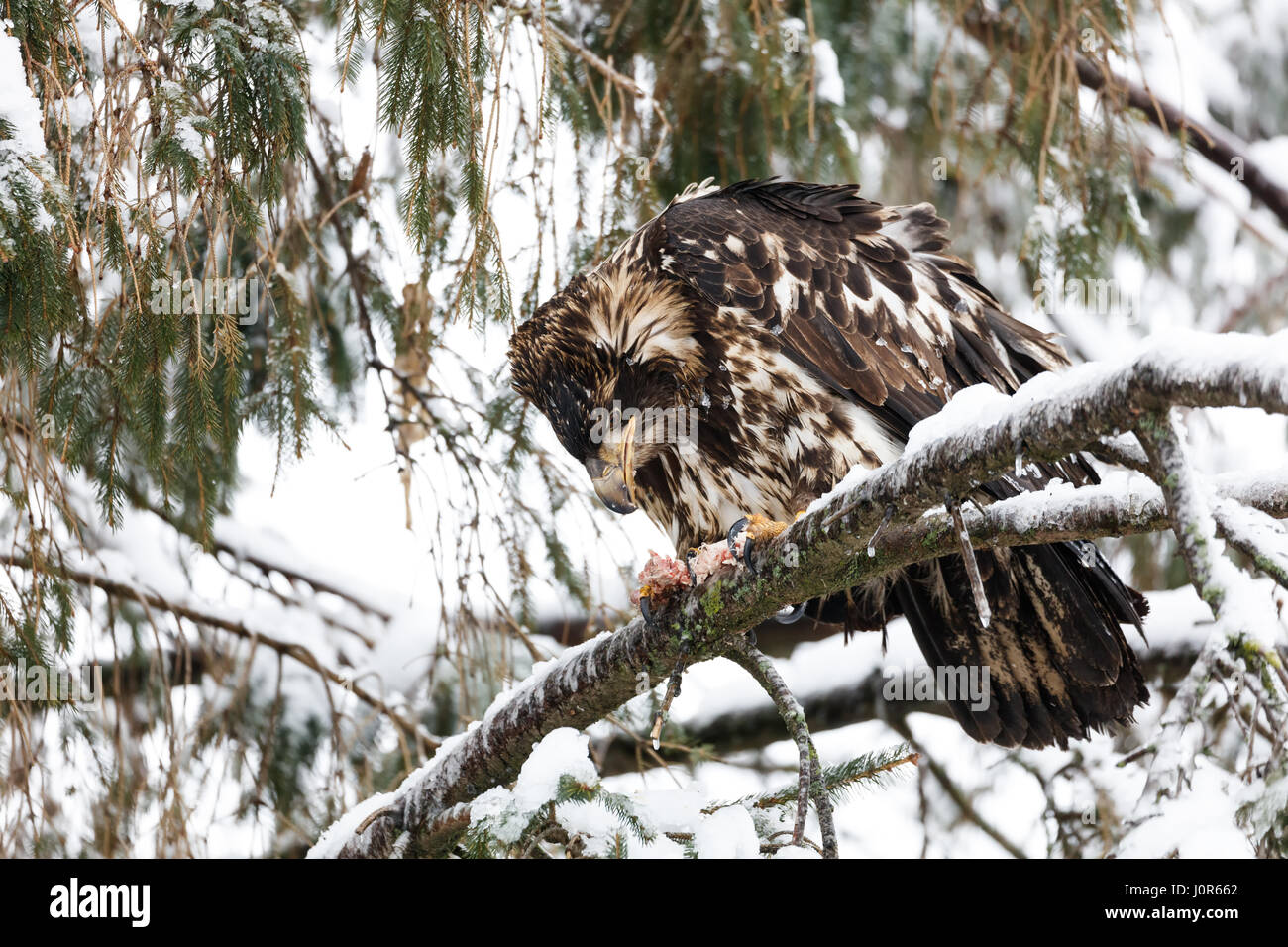 juvenile bald eagle at Vancouver BC Canada Stock Photo