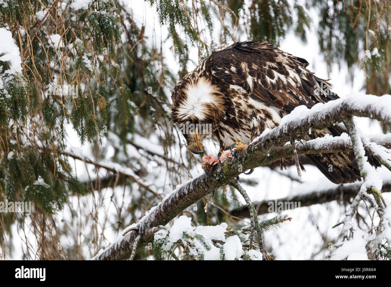 juvenile bald eagle at Vancouver BC Canada Stock Photo