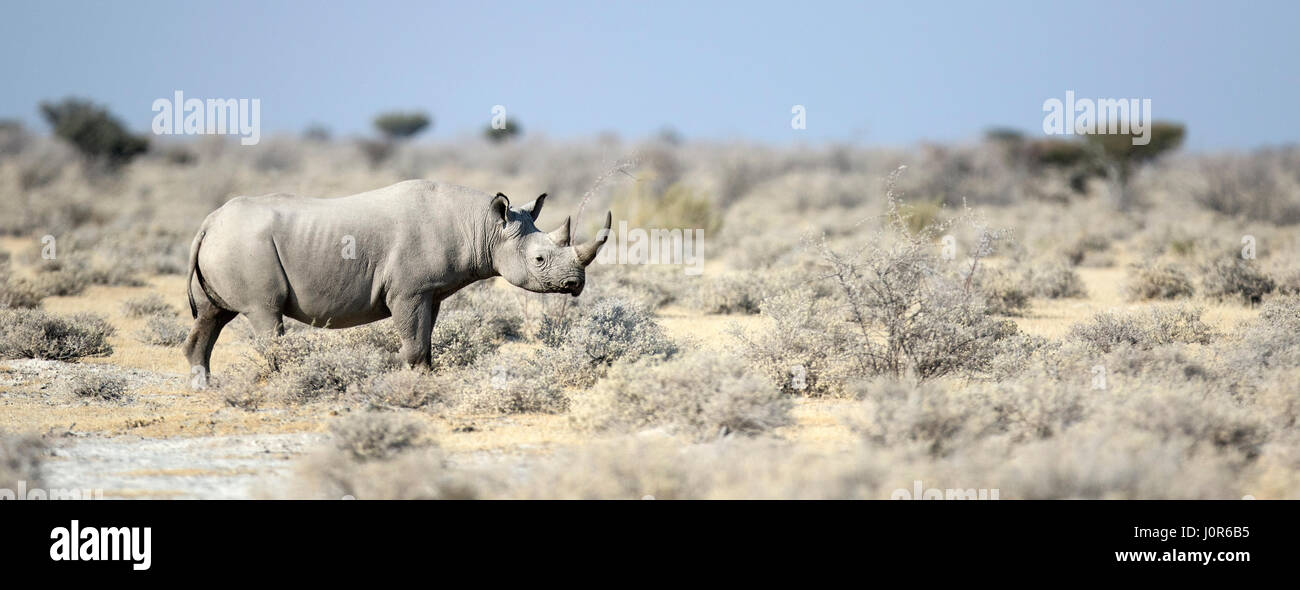 Black Rhino in Etosha National Park. Stock Photo