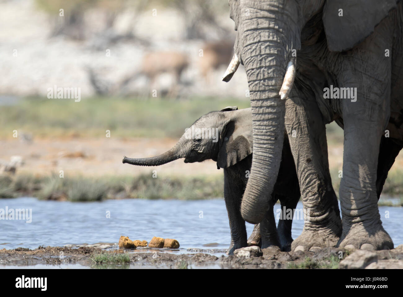 Elephant calf in Etosha National Park. Stock Photo