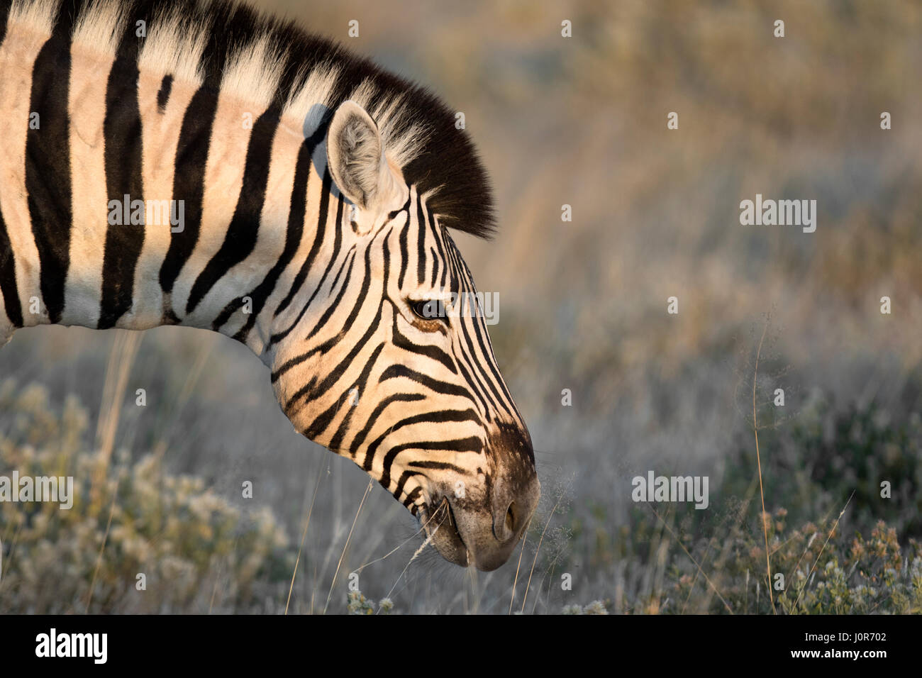 Zebra grazing in Etosha National Park. Stock Photo