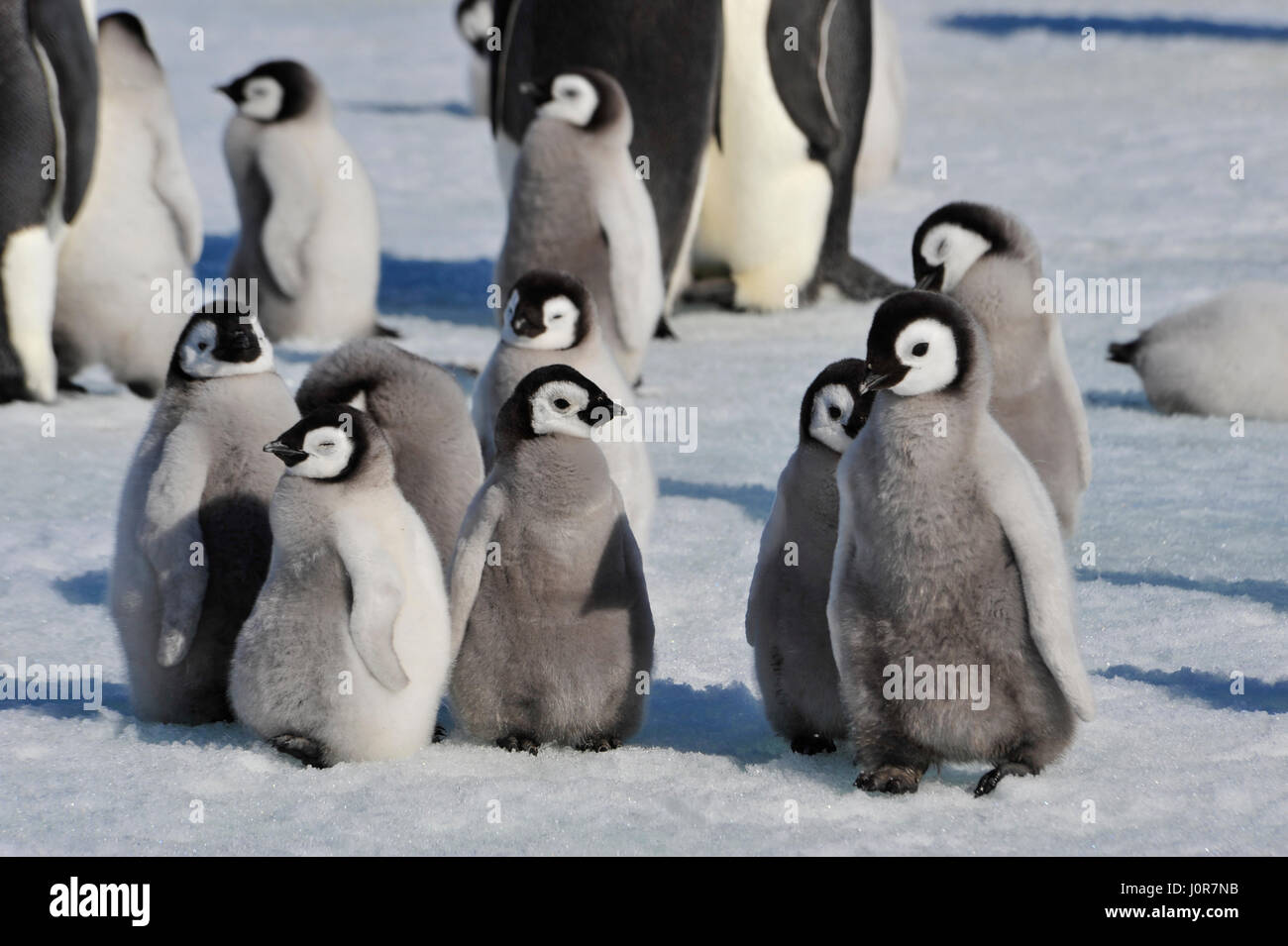 Emperor Penguin chicks in Antarctica Stock Photo
