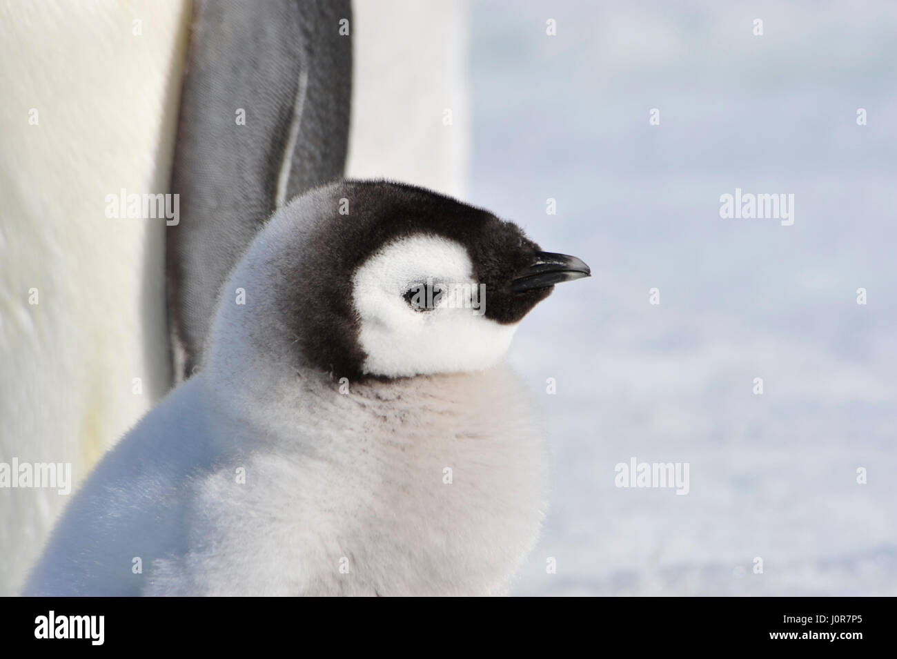 Emperor Penguin chicks in Antarctica Stock Photo