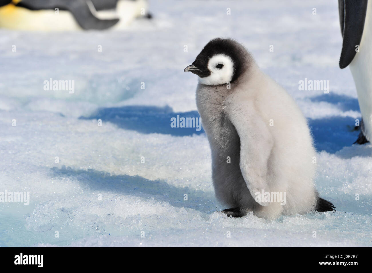 Emperor Penguin chicks in Antarctica Stock Photo