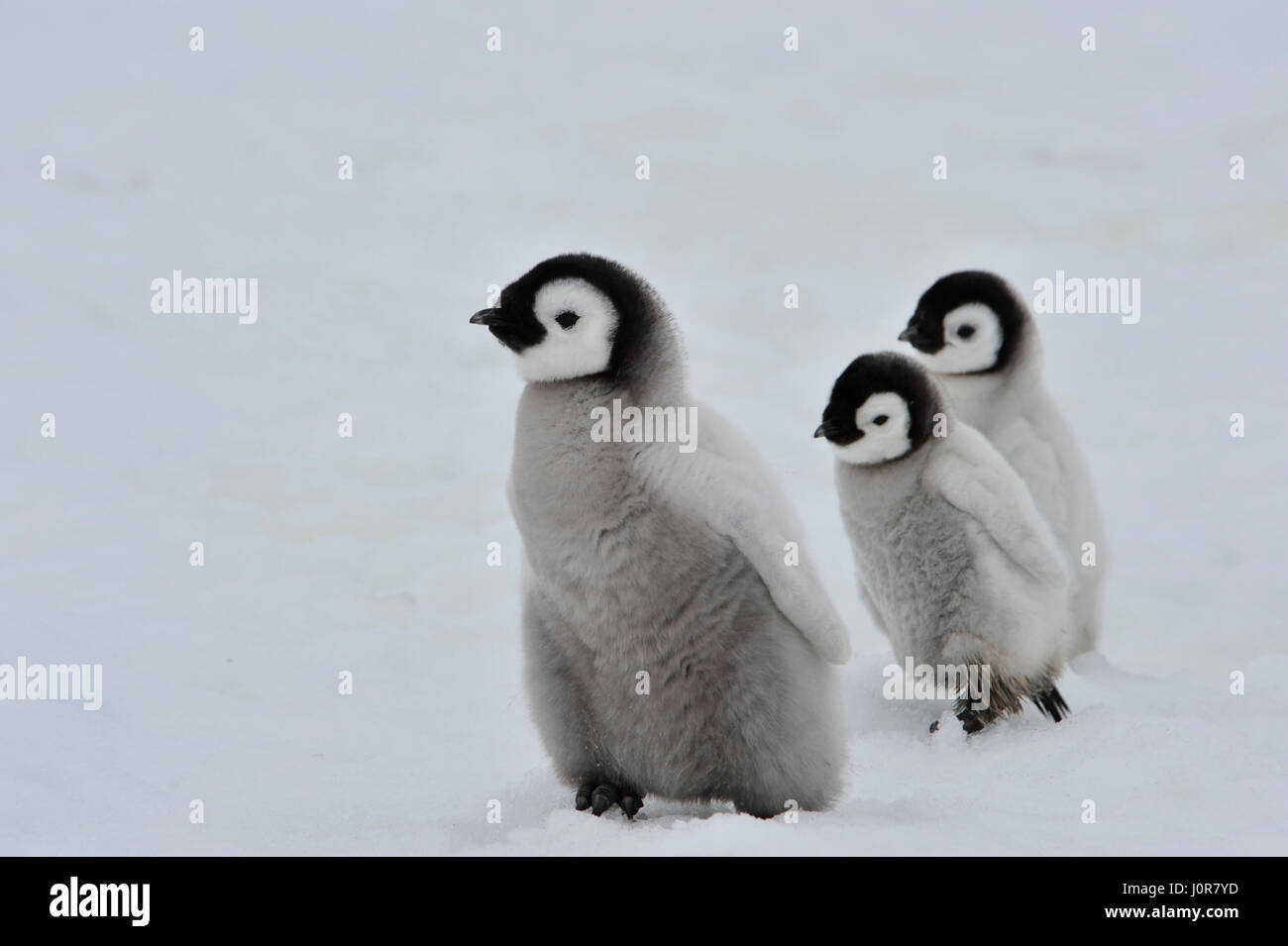 Emperor Penguin chicks in Antarctica Stock Photo