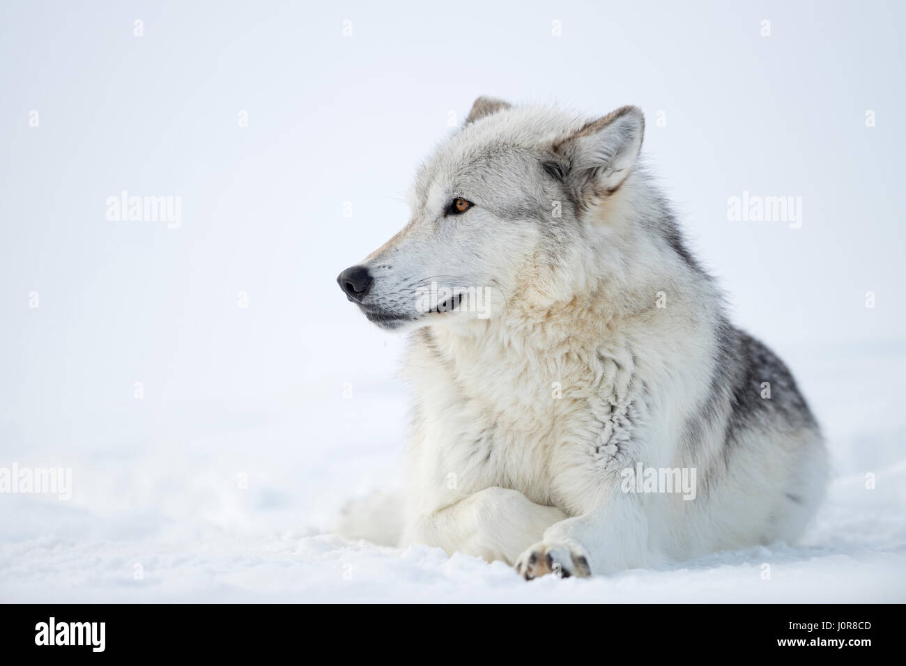 Gray Wolf / Grauwolf ( Canis lupus ), adult lying in snow, winter fur, beautiful amber golden eyes, Yellowstone, USA. Stock Photo