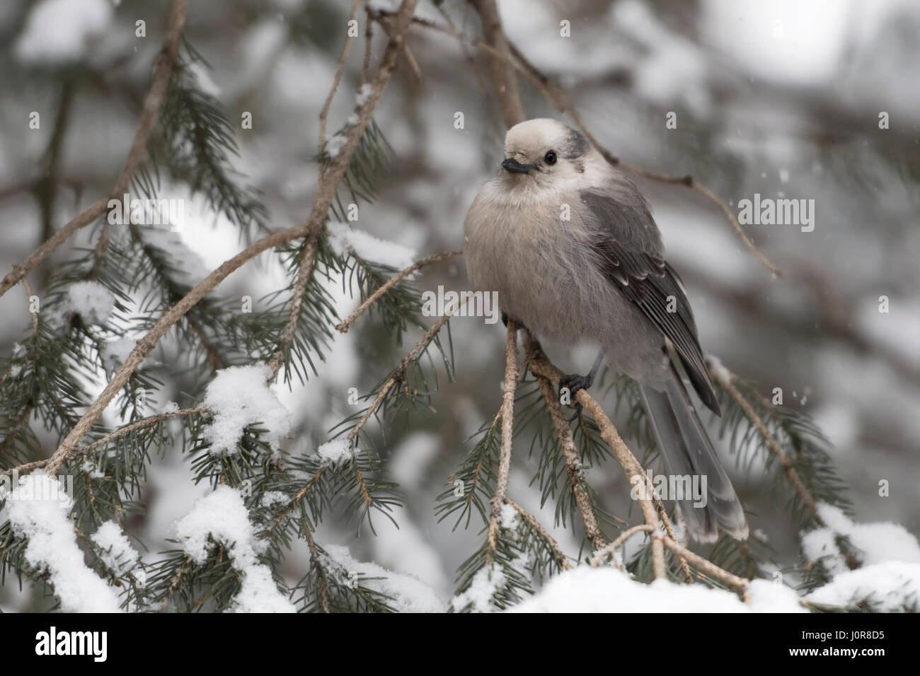 Grey jay / Meisenhaeher ( Perisoreus canadensis ), adult in winter, perched on a twig of a snow covered conifer, Montana, USA. Stock Photo