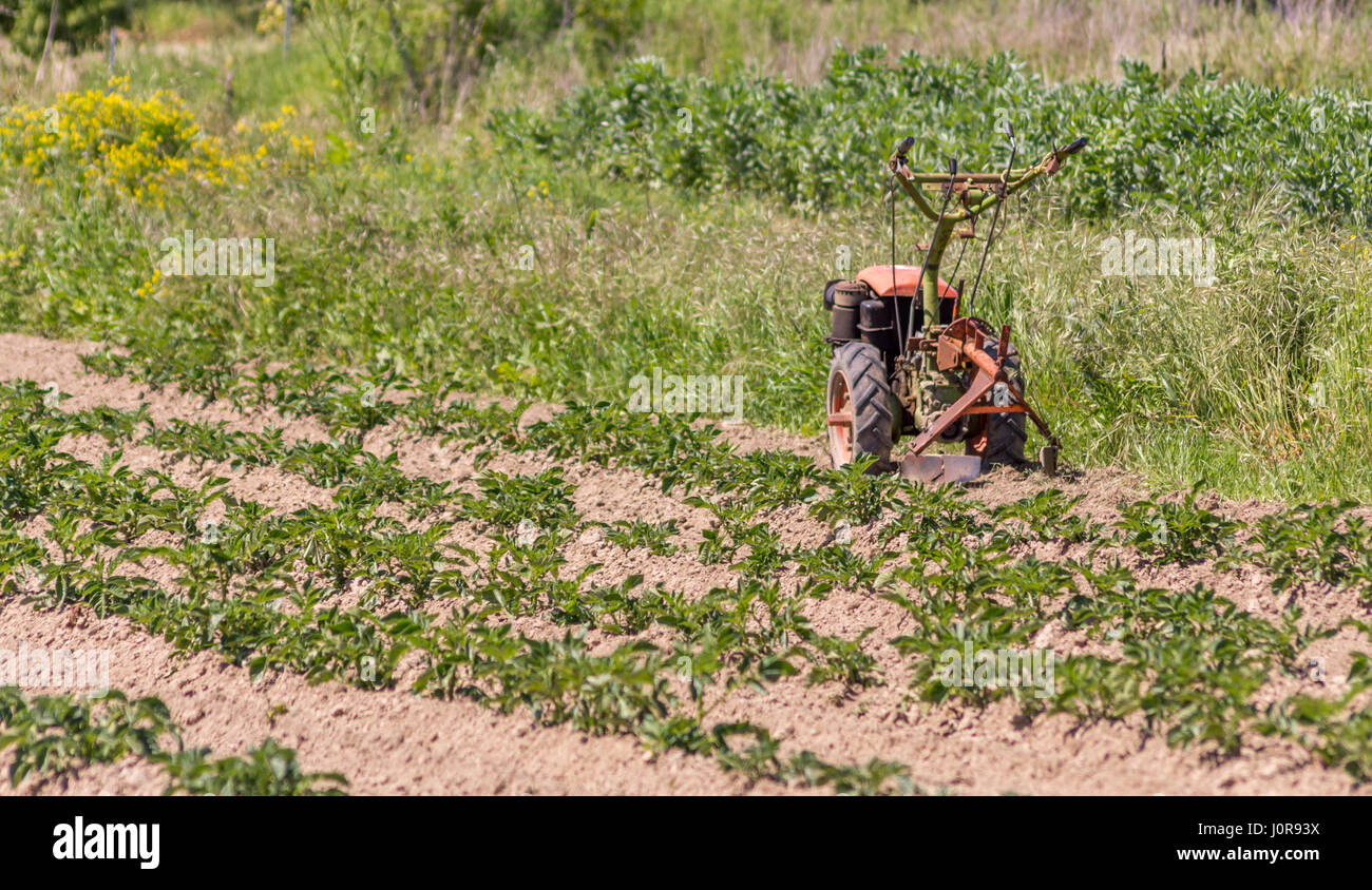 Potato field with old tractor in Corfu Greece. Stock Photo