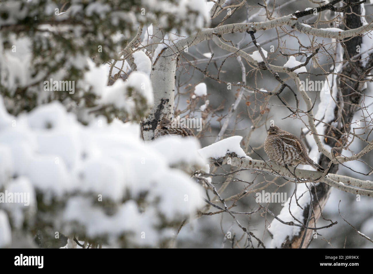 Ruffed grouse / Kragenhuehner ( Bonasa umbellus ), perched in a tree, perfect camouflage, in winter, snow, Yellowstone area, USA. Stock Photo