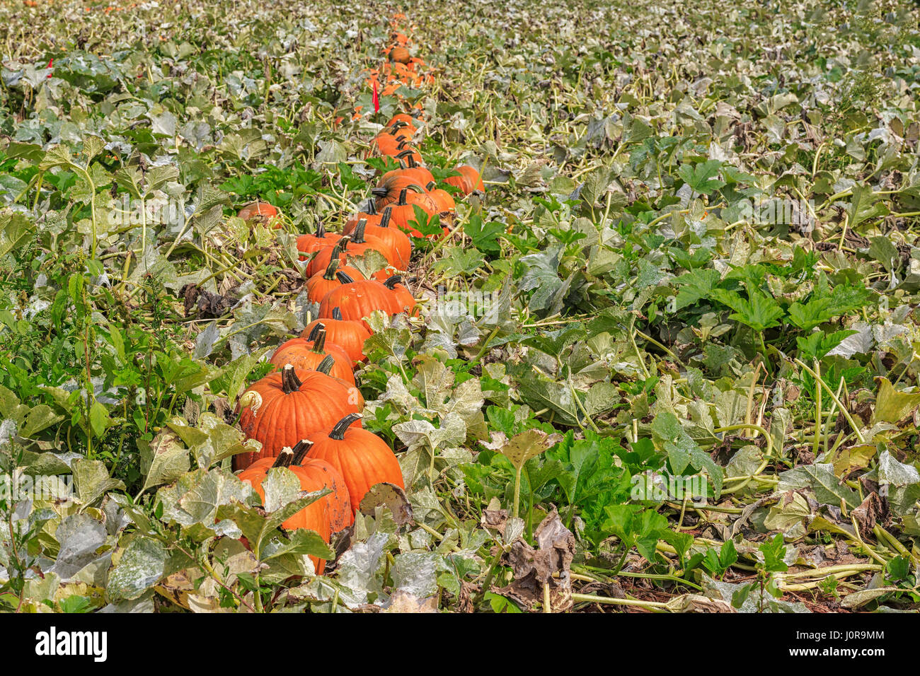 Pumpkins being harvested in a farm field Stock Photo - Alamy