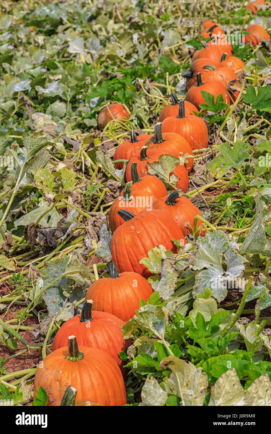 Pumpkins being harvested in a farm field Stock Photo - Alamy