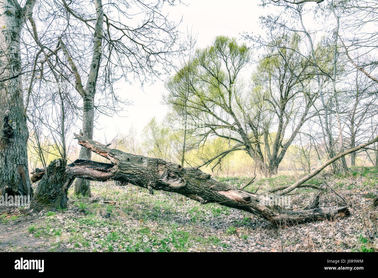 A broken tree in the woods in Kiev, Ukraine. It is spring time, leaves and grass are growing. Stock Photo