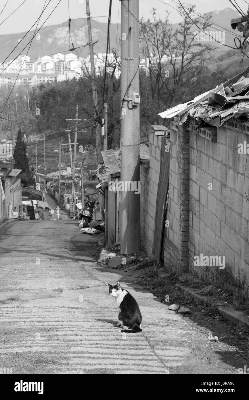 alley cat in shantytown in Seoul, Korea Stock Photo