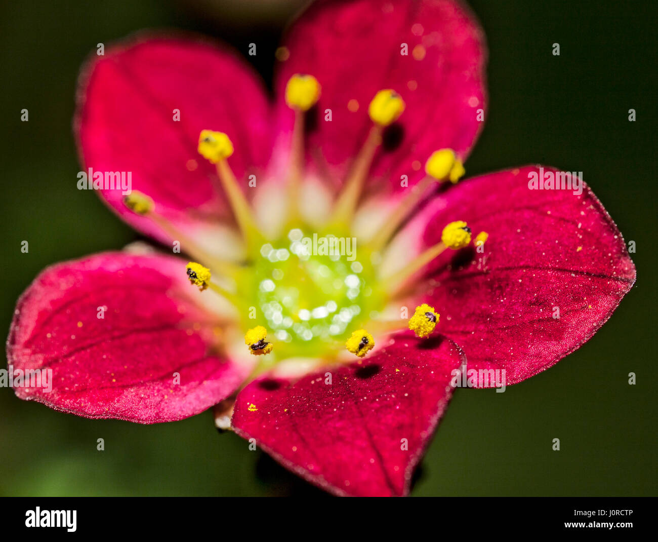 Saxifrage flower. Stock Photo