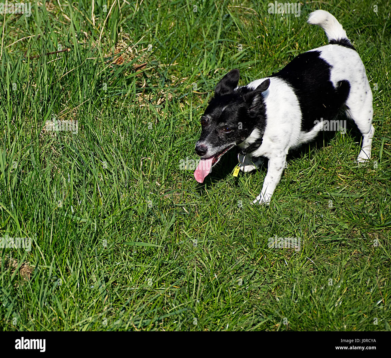 Small Dog On Grass With Thong Out And Wagging Tail Stock Photo