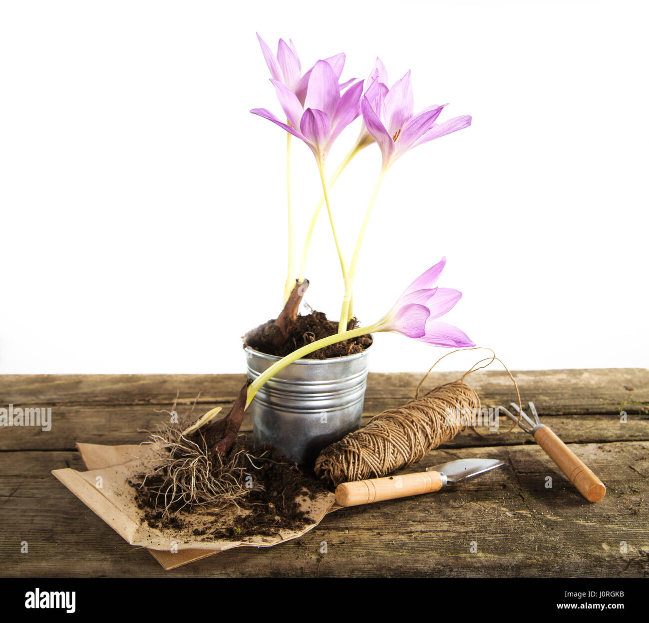 Gardening idea tools purple flower in a pot stock photo alamy