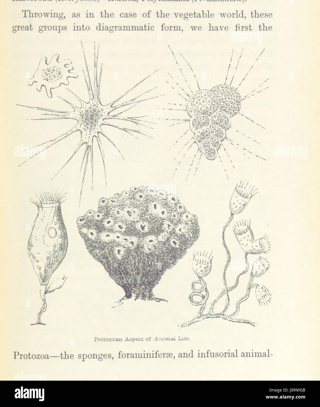 This work provides an outline sketch of the Earth's life-system ...