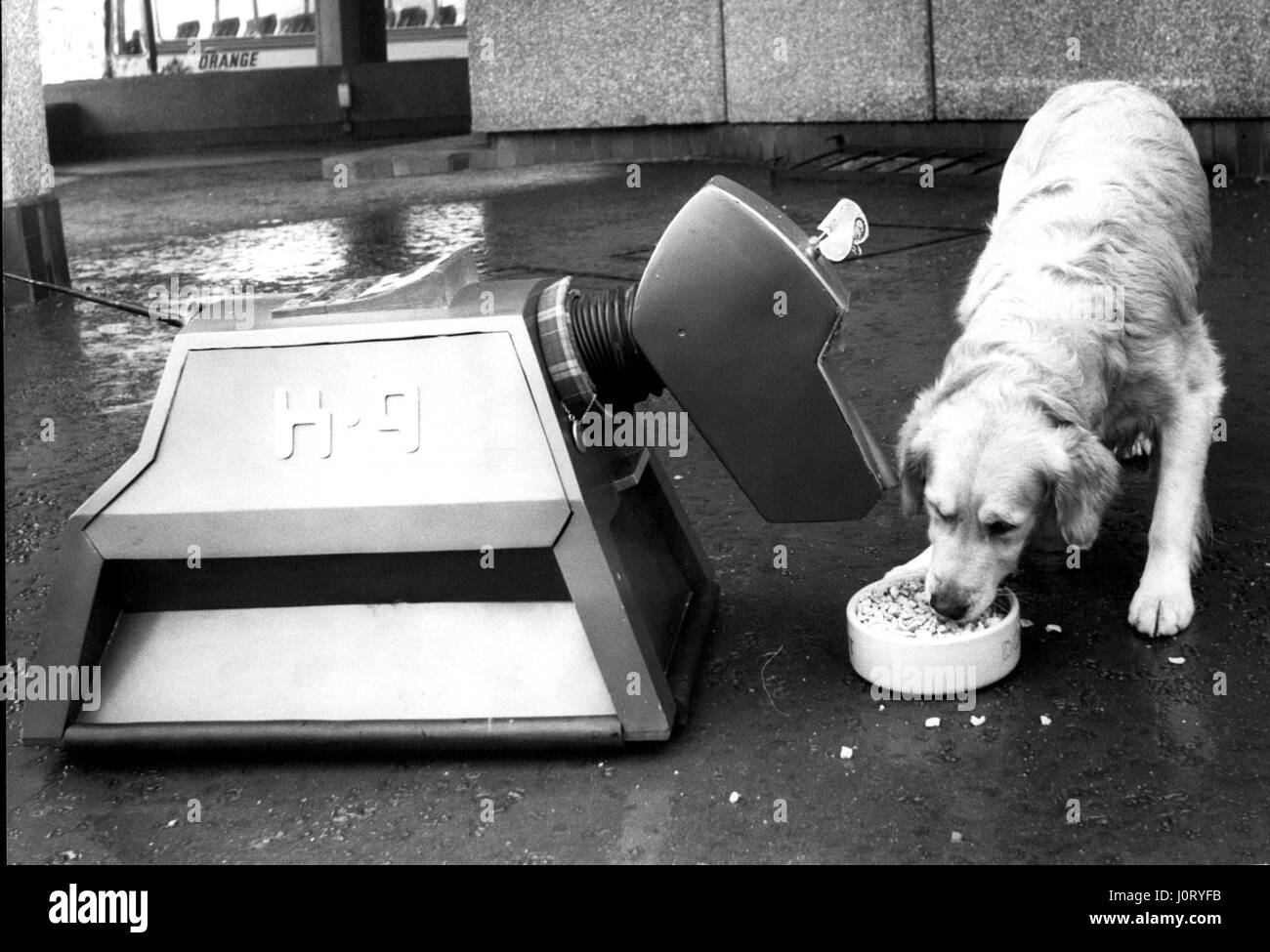 Oct. 10, 1977 - Crunch: TV Dogs Robert and K9 celebrate in style. Spillers Winalot celebrated its fiftieth anniversary, yesterday ( Friday ) to the sound of Champagne corks popping and two super dogs munching Britain's biggest selling canine biscuit. The bubbly flowed as Spillers' management announced a special promotional plans for Winalot's Golden Jubilee at a news conference on a period barge moored in London's St. Katherine's Dock. The plans includes a consumer competition with four golden Ford Fiesta cars among the prizes, and the launch of TV advertising next week. Two new commercials ar Stock Photo